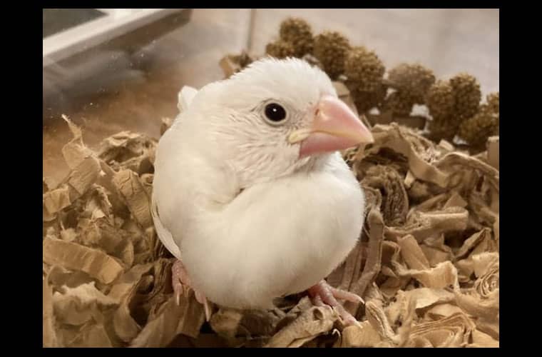 白文鳥のひな ぴよりがやってきた 文鳥ぴより