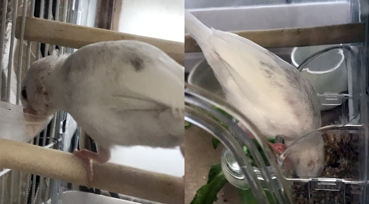 文鳥のくちばしに異変 割れてしまった その時どう対処する 文鳥ぴより