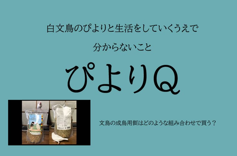 文鳥のくちばしに異変 割れてしまった その時どう対処する 文鳥ぴより