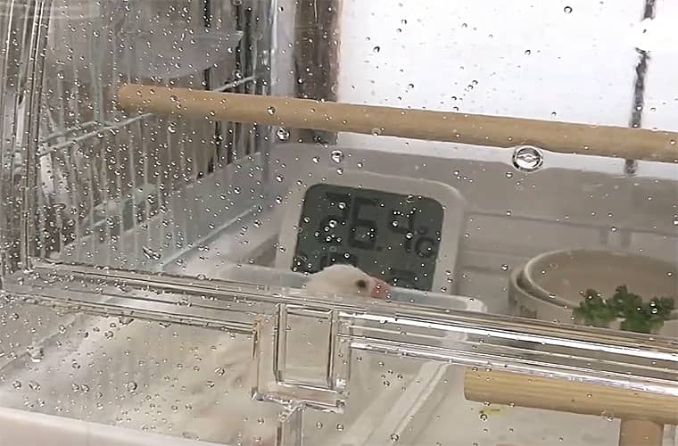 【文鳥飼育】初めてパセリ、初めての水浴び
