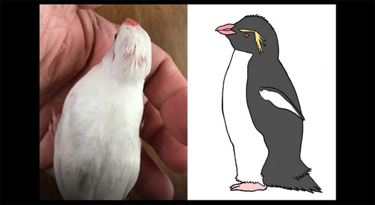 「文鳥飼育」ひな換羽で頭が南イワトビペンギンのようにツンツン頭になりました