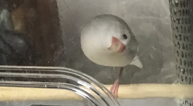 文鳥が片足立ちはする時はどんな時 文鳥ぴより