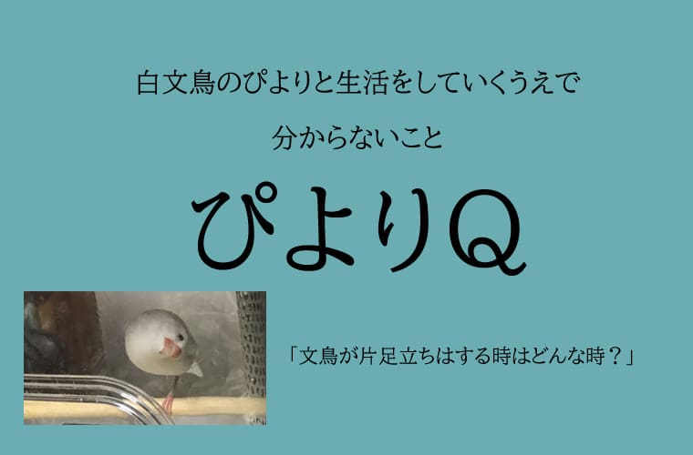 文鳥が片足立ちはする時はどんな時 文鳥ぴより