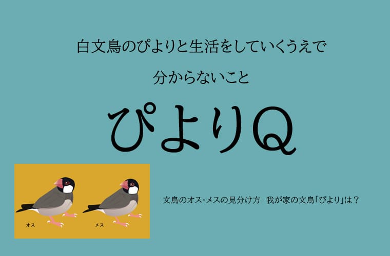 文鳥のオス メスの見分け方 我が家の文鳥 ぴより は 文鳥ぴより