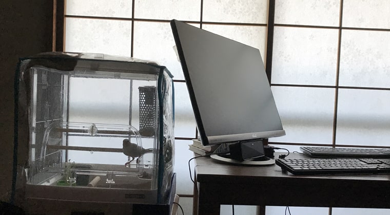 時間の流れを文鳥に感じてもらうために日中の照明を消すことにしました 文鳥ぴより