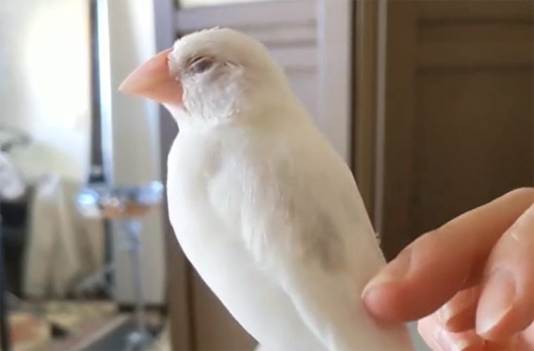 羽をなでられて寝てしまう文鳥 文鳥ぴより