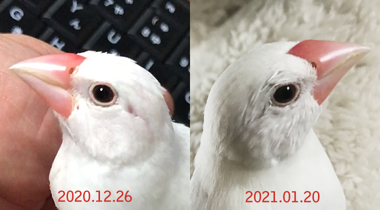 文鳥ひなの換羽記録3 ヒナカンウ 文鳥ぴより