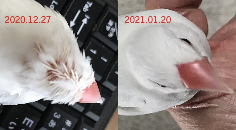 文鳥ひなの換羽記録3 ヒナカンウ 文鳥ぴより
