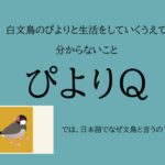 「文鳥ぴより」では、日本語でなぜ文鳥と言うの？