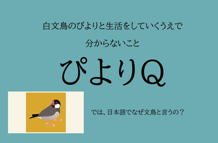 「文鳥ぴより」では、日本語でなぜ文鳥と言うの？