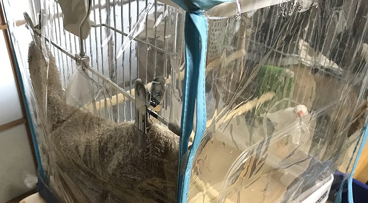 「文鳥飼育」湿度管理に濡れタオルをハンガーで掛けて吊るす