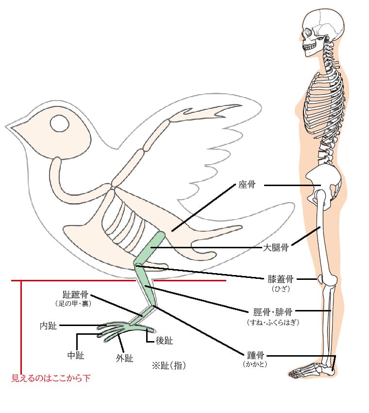 「文鳥飼育」鳥と人の脚の部分の骨格