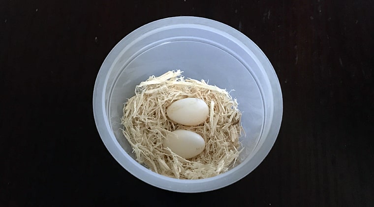 我が家の白文鳥「ぴより」の初産卵は卵2こ