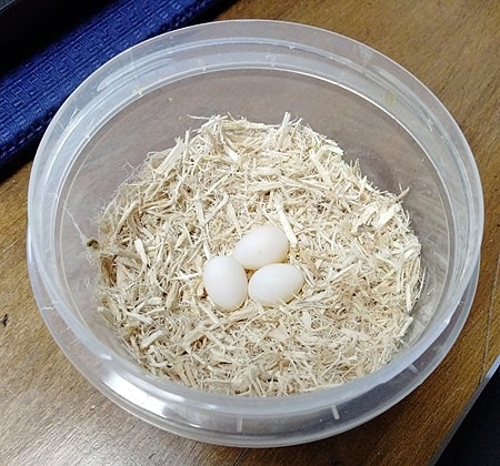 卵を巣代わりの保存容器に移しました
