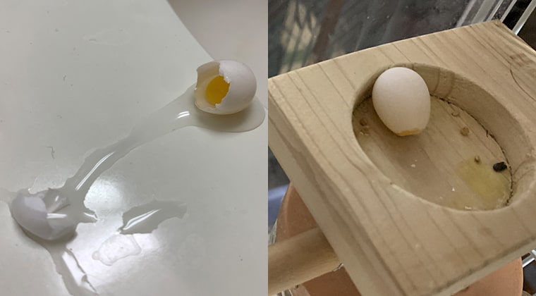 2個の卵は割れてしまった
