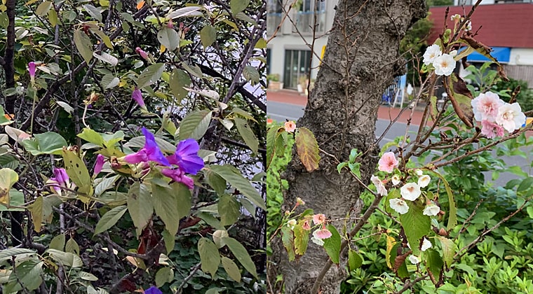東京の東の端からわたしのウォーキング記録2023.10.18季節外れの花、桜と朝顔