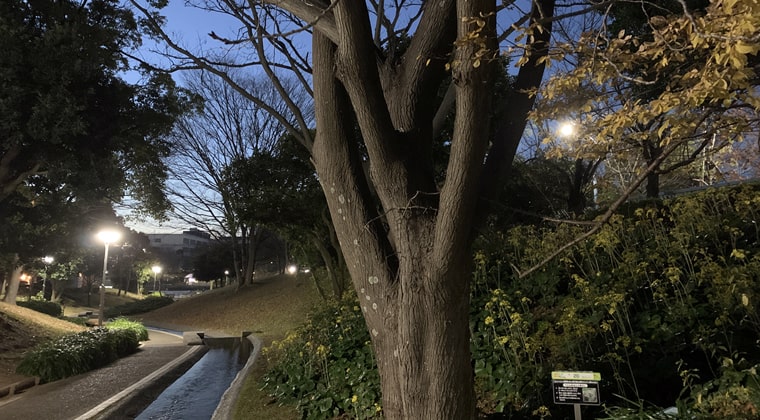 東京の東の端からわたしのウォーキング記録2023.12.25公園内のぐるっと歩いて