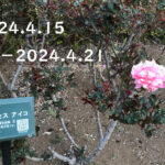 東京の東の端から「わたしのウォーキング記録」（2024.4月3週目）