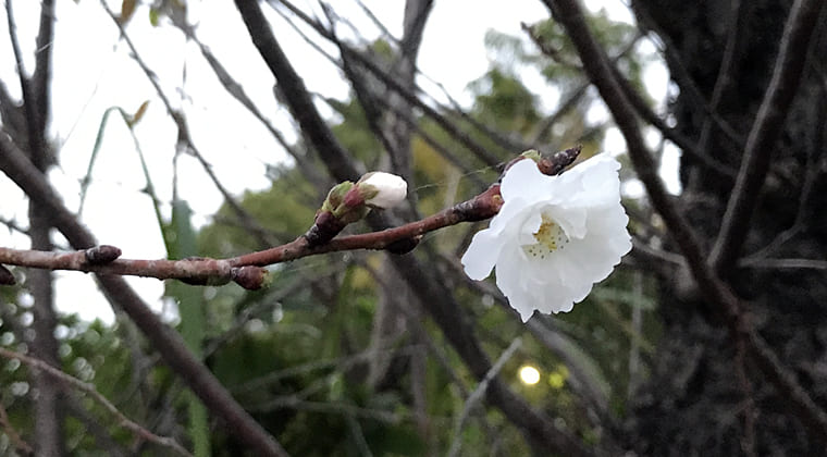 東京の東の端からわたしのウォーキング記録（2024.11.10）十月桜