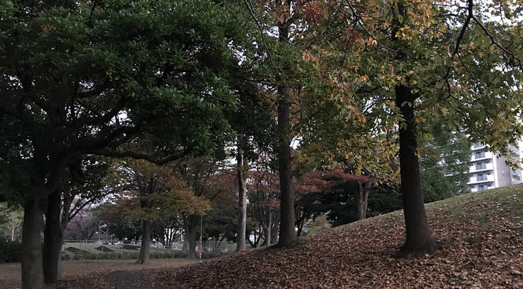 東京の東の端からわたしのウォーキング記録（2024.11.14）紅葉すすむ