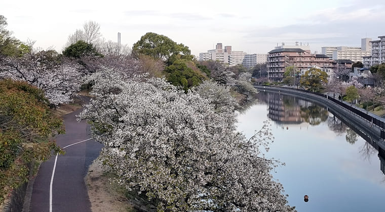 東京の東の端からわたしのウォーキング記録（2025.4.6）