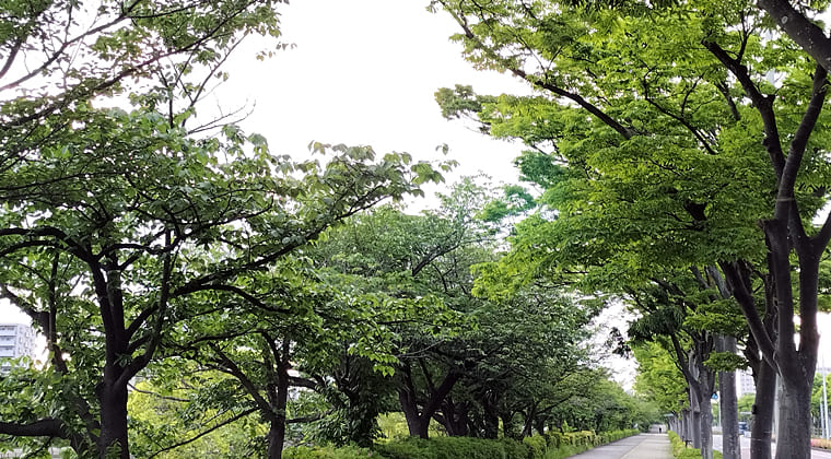 東京の東の端からわたしのウォーキング記録（2025.5.8）2