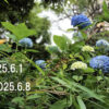 東京の東の端から「わたしのウォーキング記録」（2025・6月1週）