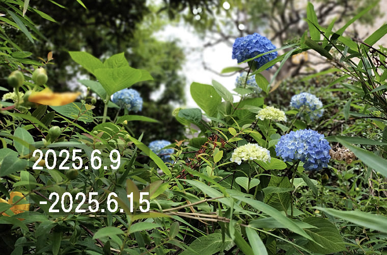 東京の東の端から「わたしのウォーキング記録」（2025・6月2週）