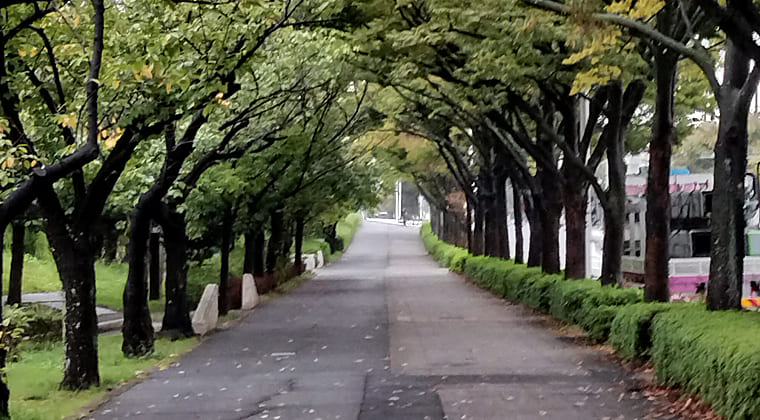 東京の東の端からわたしのウォーキング記録（2025.10.16）2
