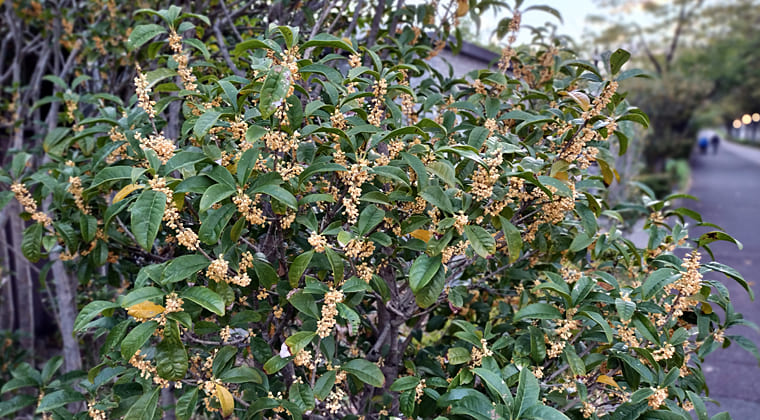 東京の東の端からわたしのウォーキング記録（2025.10.19）3