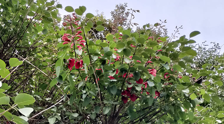 東京の東の端からわたしのウォーキング記録（2025.10.23）2