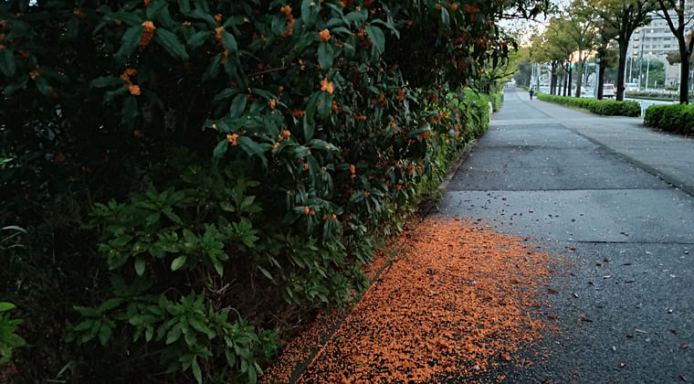 東京の東の端からわたしのウォーキング記録（2025.10.27）2