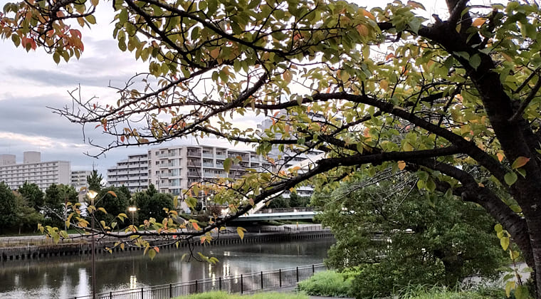 東京の東の端からわたしのウォーキング記録（2025.10.28）2