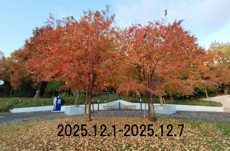 わたしのウォーキング記録（2025.12月1週目）