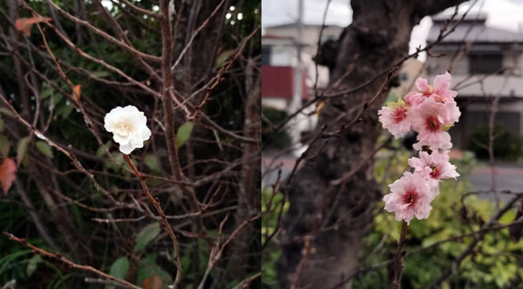 東京の東の端からわたしのウォーキング記録（2025.11.11）3