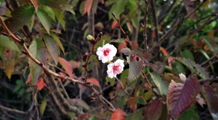 東京の東の端からわたしのウォーキング記録（2025.11.16）3