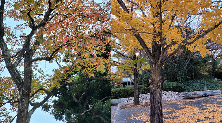 東京の東の端からわたしのウォーキング記録（2025.11.18）2