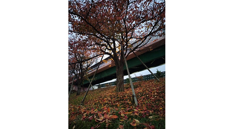 東京の東の端からわたしのウォーキング記録（2025.11.25）2