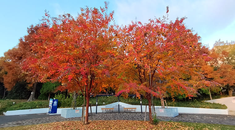 東京の東の端からわたしのウォーキング記録（2025.11.28）2