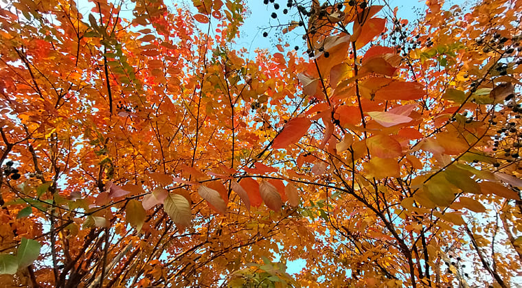 東京の東の端からわたしのウォーキング記録（2025.11.28）3