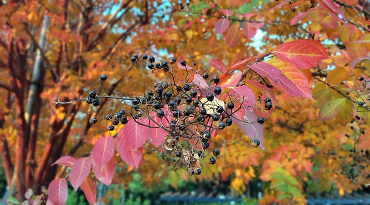 東京の東の端からわたしのウォーキング記録（2025.11.28）4