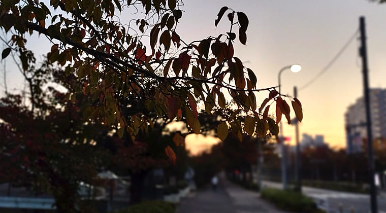 東京の東の端からわたしのウォーキング記録（2025.11.3）2