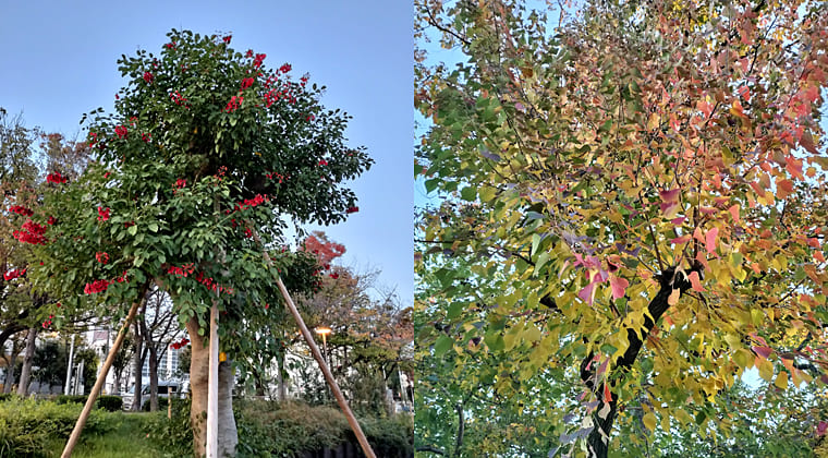 東京の東の端からわたしのウォーキング記録（2025.11.3）3