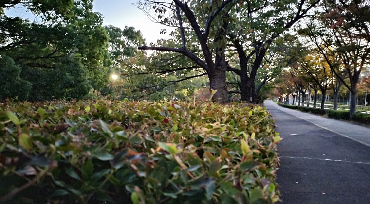 東京の東の端からわたしのウォーキング記録（2025.11.4）2