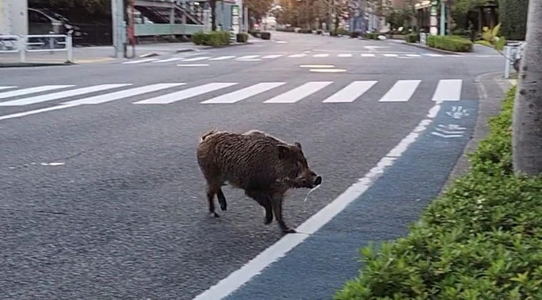 東京の東の端からわたしのウォーキング記録（2025.11.4）3