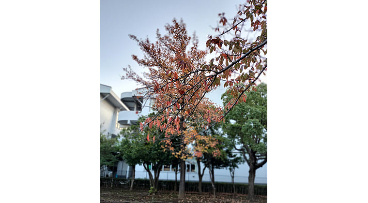 東京の東の端からわたしのウォーキング記録（2025.11.5）3