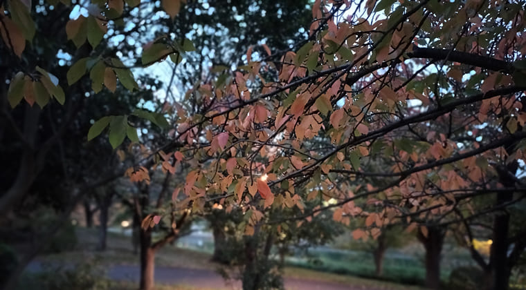 東京の東の端からわたしのウォーキング記録（2025.11.8）3