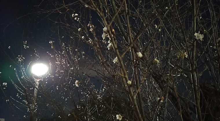 東京の東の端からわたしのウォーキング記録（2025.12.16）2