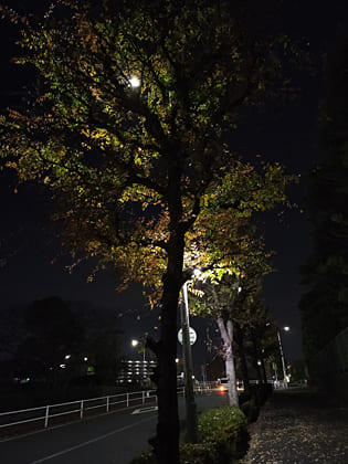 東京の東の端からわたしのウォーキング記録（2025.12.1）2