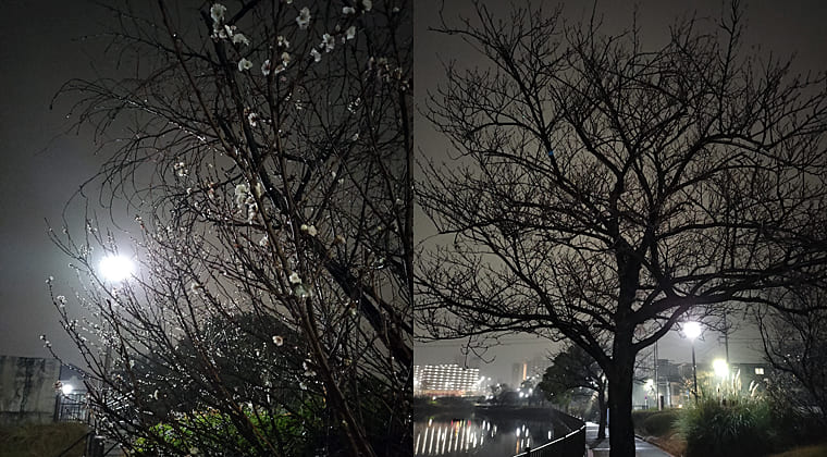 東京の東の端からわたしのウォーキング記録（2025.12.21）2